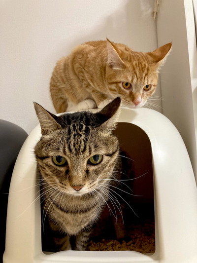 殿くんと小判ちゃん