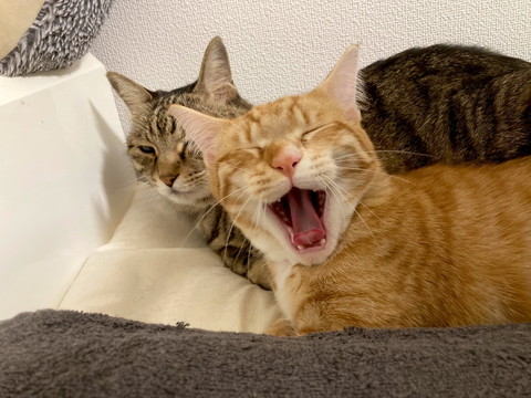 殿くんと小判ちゃん