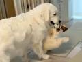 大型犬と小型犬が遊ぶと……!?　トイプードルと上手に遊ぶゴールデンレトリバーが優しくてほほえましい