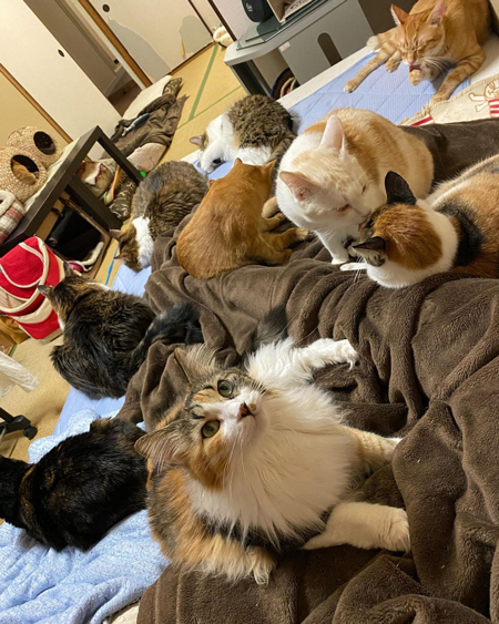 ベッドのうえ猫ちゃん