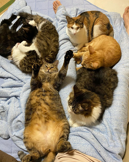 足の隙間にも猫ちゃん