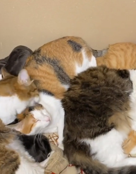 毛づくろいする猫ちゃん