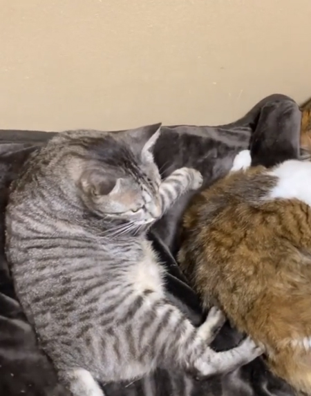 グレーの猫ちゃん