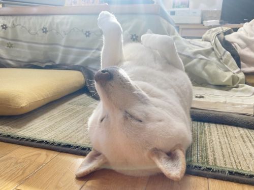 shiroshibakinako