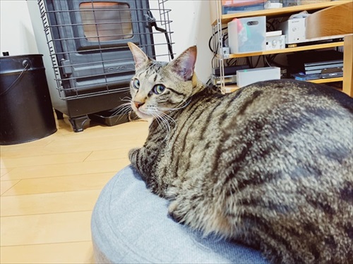 たいとコスモス、ときどきザクロ