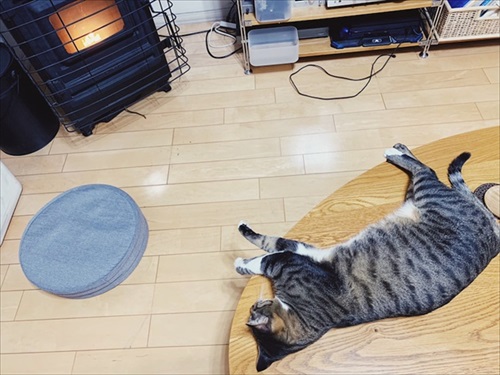 たいとコスモス、ときどきザクロ