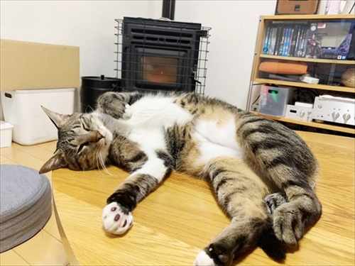 たいとコスモス、ときどきザクロ