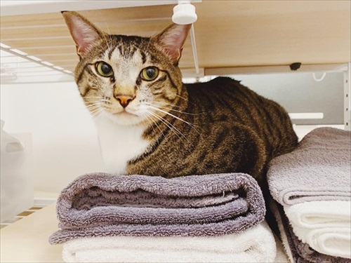 たいとコスモス、ときどきザクロ