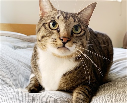 たいとコスモス、ときどきザクロ