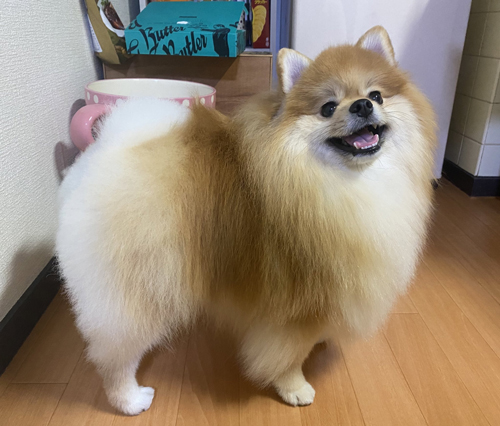 ポメスマイル