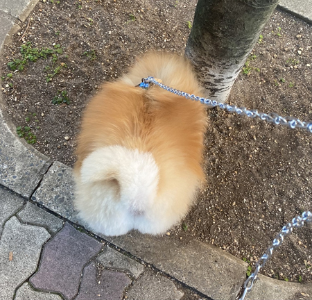 ポメしり