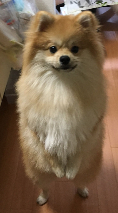 直立歩行ポメ