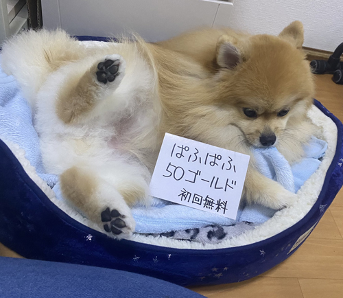 ぱふぱふポメ