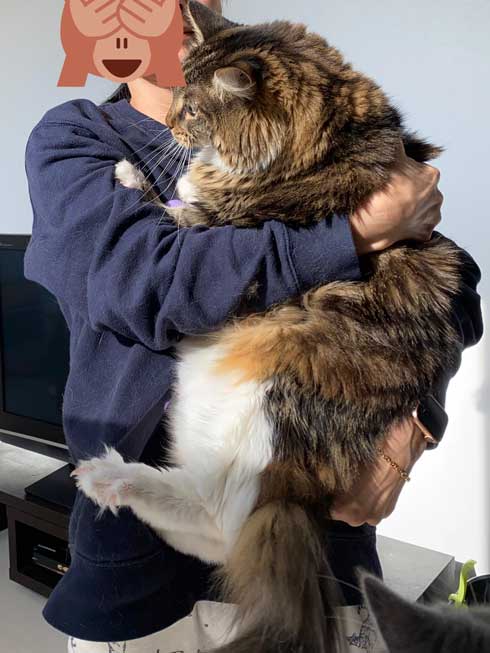 猫 大きい メインクーン 成長 子猫 比較 おそるべし キャットアパートメントコーヒー