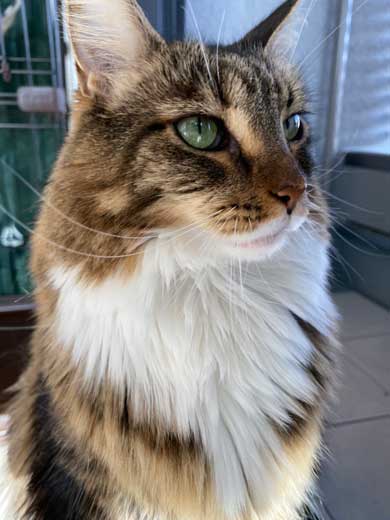 猫 大きい メインクーン 成長 子猫 比較 おそるべし キャットアパートメントコーヒー