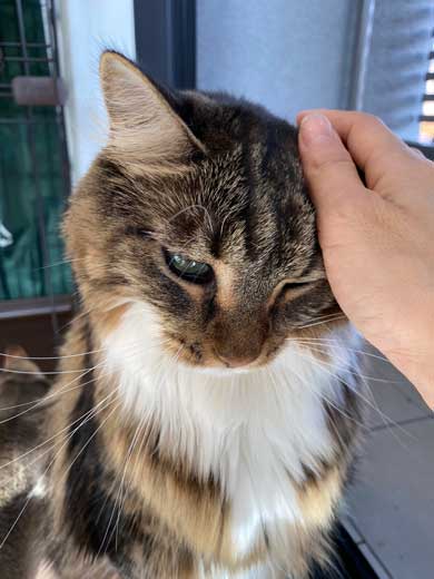 猫 大きい メインクーン 成長 子猫 比較 おそるべし キャットアパートメントコーヒー