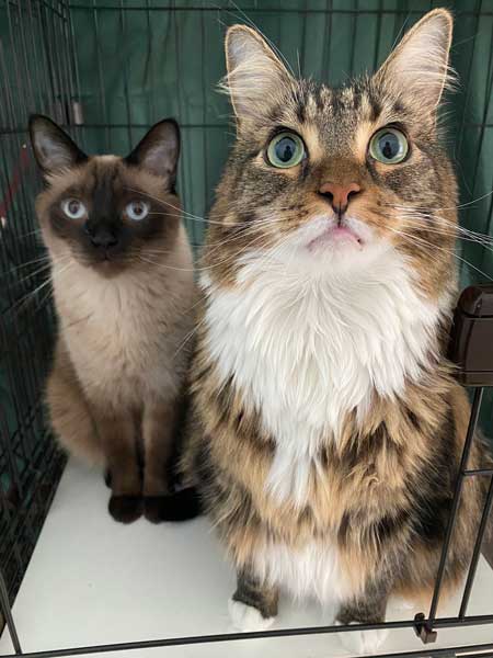 猫 大きい メインクーン 成長 子猫 比較 おそるべし キャットアパートメントコーヒー