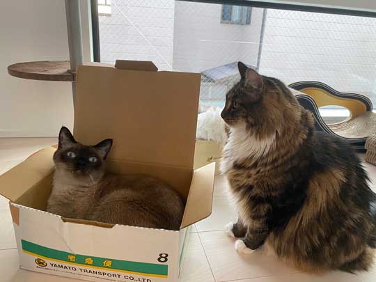 猫 大きい メインクーン 成長 子猫 比較 おそるべし キャットアパートメントコーヒー