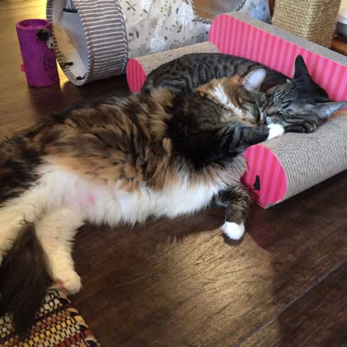 猫 大きい メインクーン 成長 子猫 比較 おそるべし キャットアパートメントコーヒー