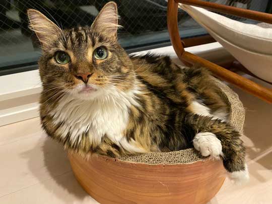 猫 大きい メインクーン 成長 子猫 比較 おそるべし キャットアパートメントコーヒー