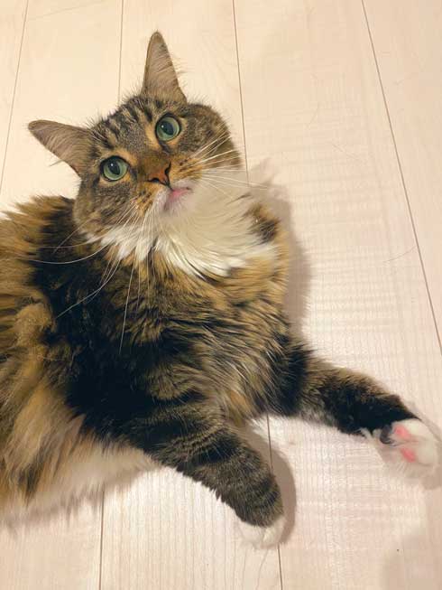 猫 大きい メインクーン 成長 子猫 比較 おそるべし キャットアパートメントコーヒー