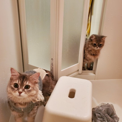 お風呂で寝ちゃったマリーちゃん