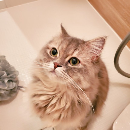 お風呂で寝ちゃったマリーちゃん