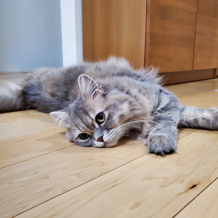 お風呂で寝ちゃったマリーちゃん