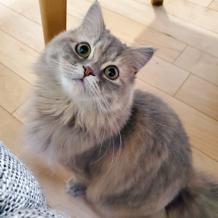 マリーちゃんとムギちゃん