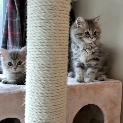 マリーちゃんとムギちゃん