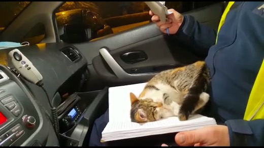 ネコ 子猫 ポーランド 警察