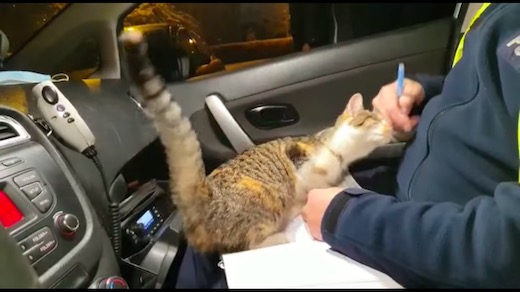 ネコ 子猫 ポーランド 警察