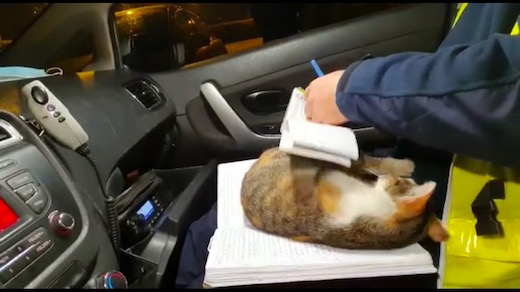 ネコ 子猫 ポーランド 警察