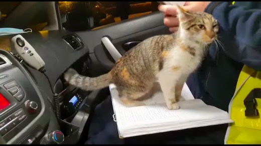 ネコ 子猫 ポーランド 警察