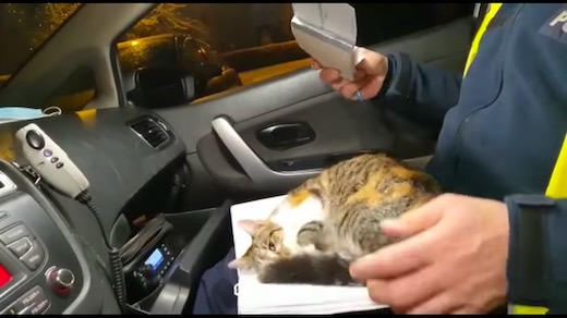 ネコ 子猫 ポーランド 警察