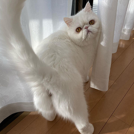 ふりかえるコロンくん