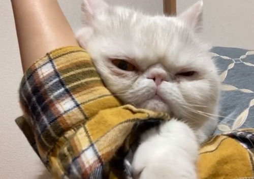 ママさんにだっこ動画1つめ手を伸ばすコロンくん