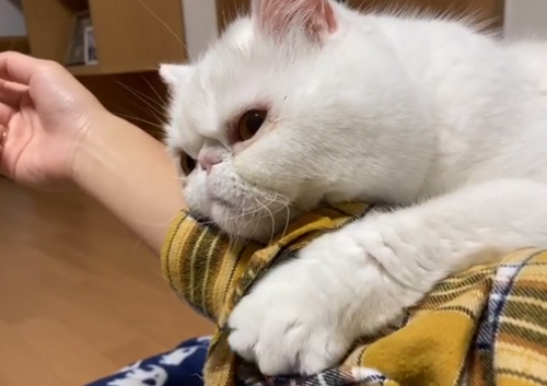 ママさんにだっこ動画2手を広げるコロンくん