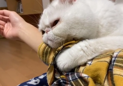 ママさんに抱っこ動画2手をひっこめるコロンくん