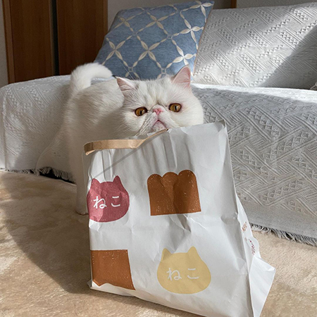 袋入りコロンくん