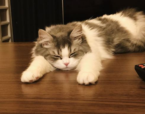 テミー＆どぅんたさん