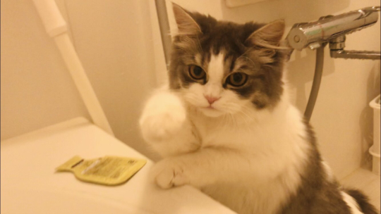 テミー＆どぅんたさん