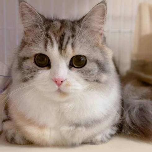 猫 ねむろぐ ねむちゃん スコティッシュフォールド