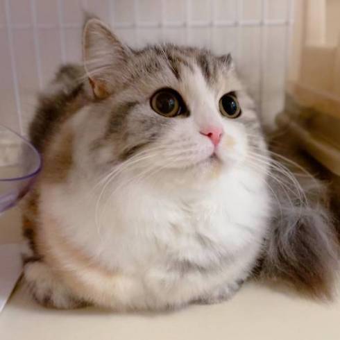 猫 ねむろぐ ねむちゃん スコティッシュフォールド