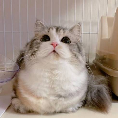 猫 ねむろぐ ねむちゃん スコティッシュフォールド