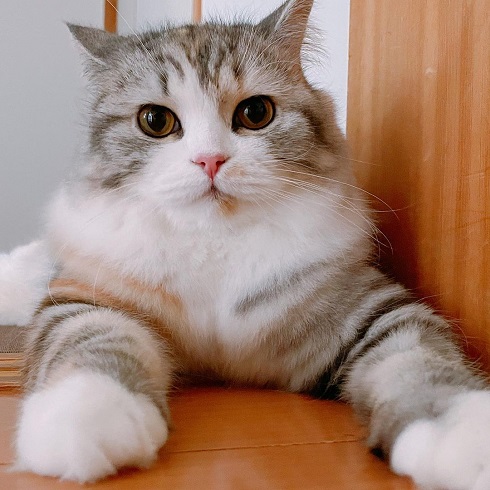 猫 ねむろぐ ねむちゃん スコティッシュフォールド