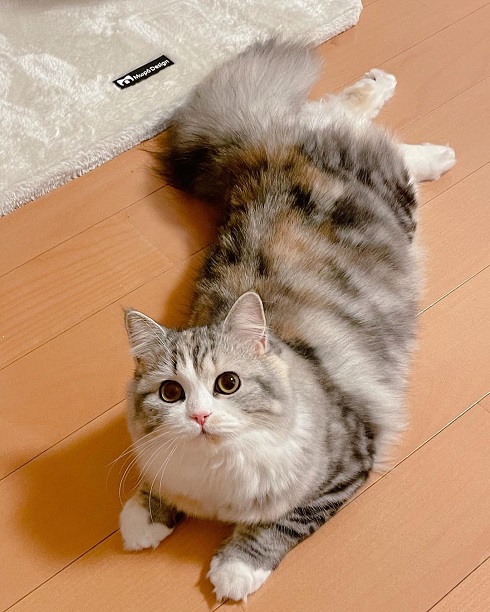 猫 ねむろぐ ねむちゃん スコティッシュフォールド