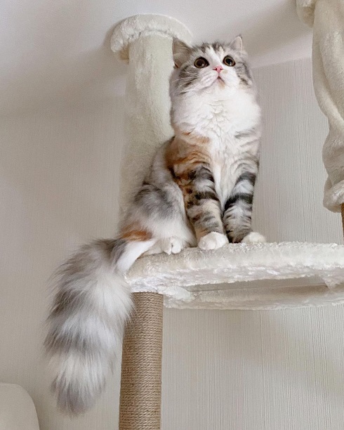 猫 ねむろぐ ねむちゃん スコティッシュフォールド