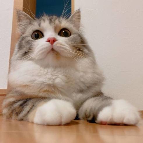 猫 ねむろぐ ねむちゃん スコティッシュフォールド