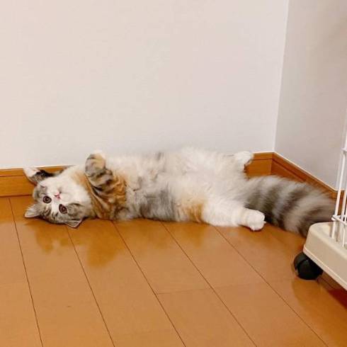 猫 ねむろぐ ねむちゃん スコティッシュフォールド